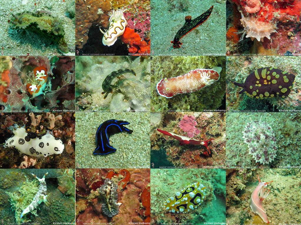 Magic Oceans Dive Resort Anda Kültér fotó